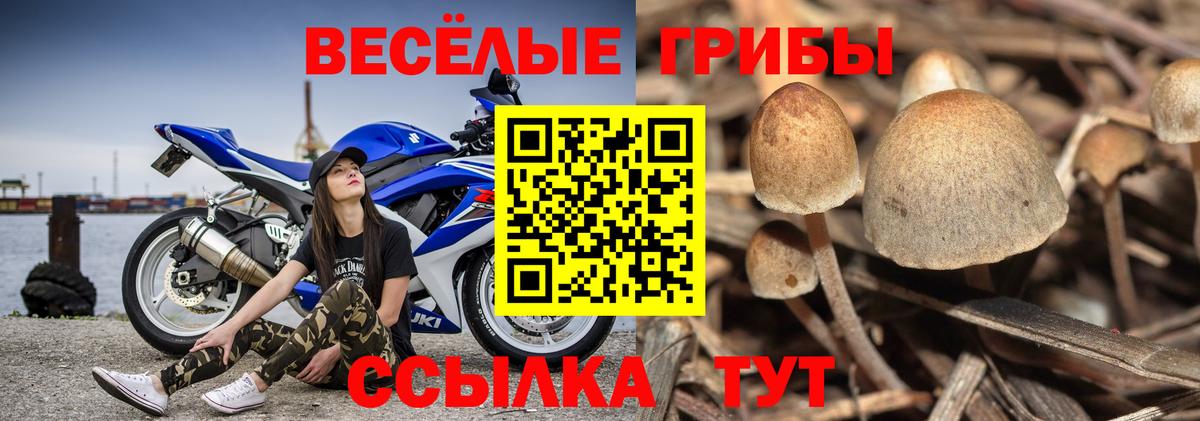 Псилоцибиновые грибы Cubensis  Вход с VPN  Солнечногорск 